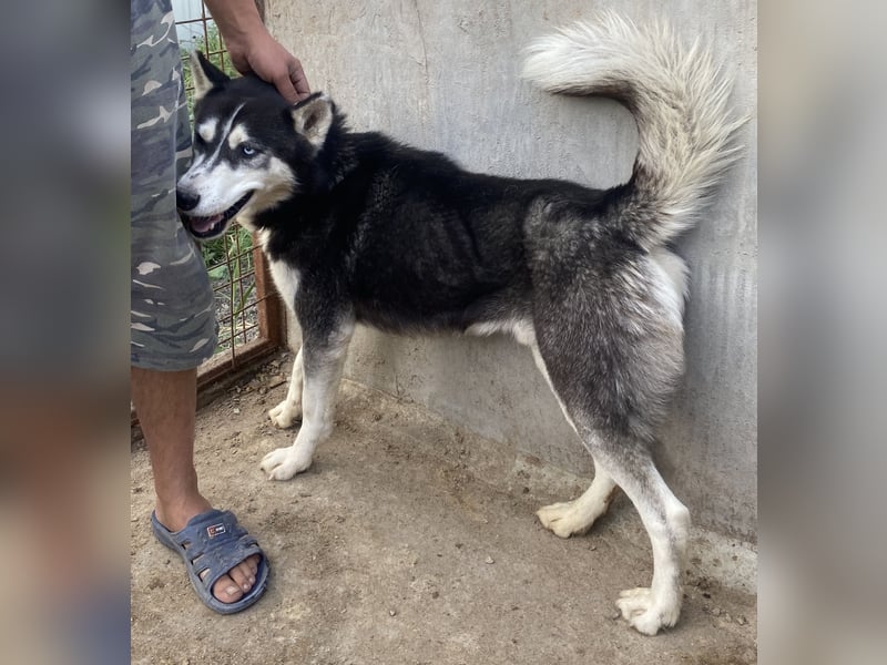 Zucco - freundlich und intelligent