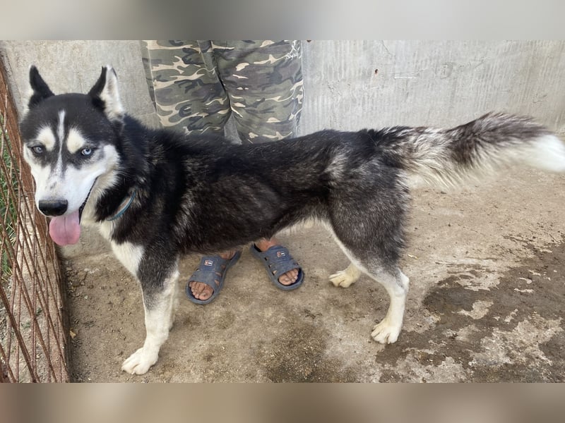 Zucco - freundlich und intelligent