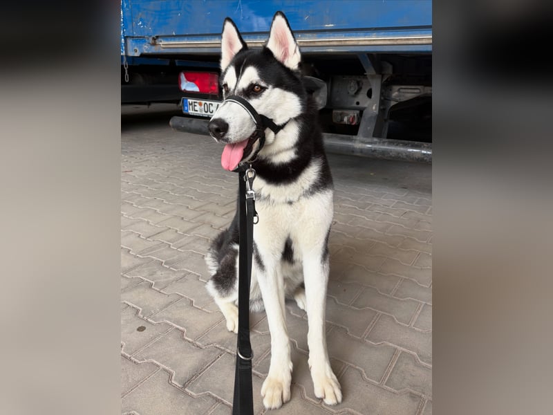  Wunderschöner Husky „Nero“ sucht erfahrenes Für-Immer-Zuhause 