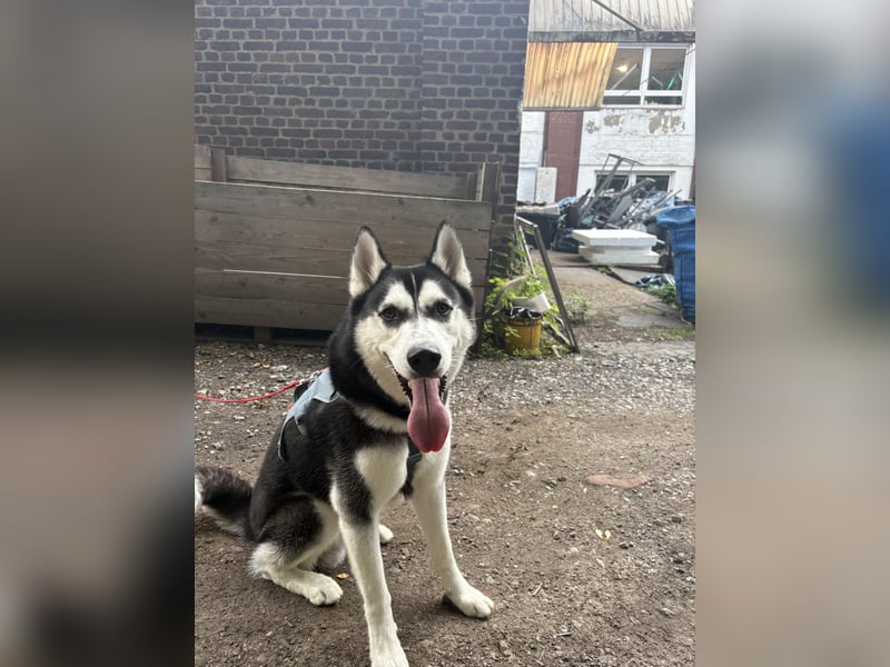  Wunderschöner Husky „Nero“ sucht erfahrenes Für-Immer-Zuhause 