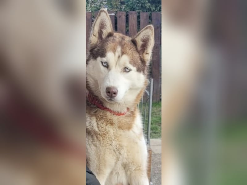 Drei liebevolle Huskydamen suchen ihr Für Immer Zuhause