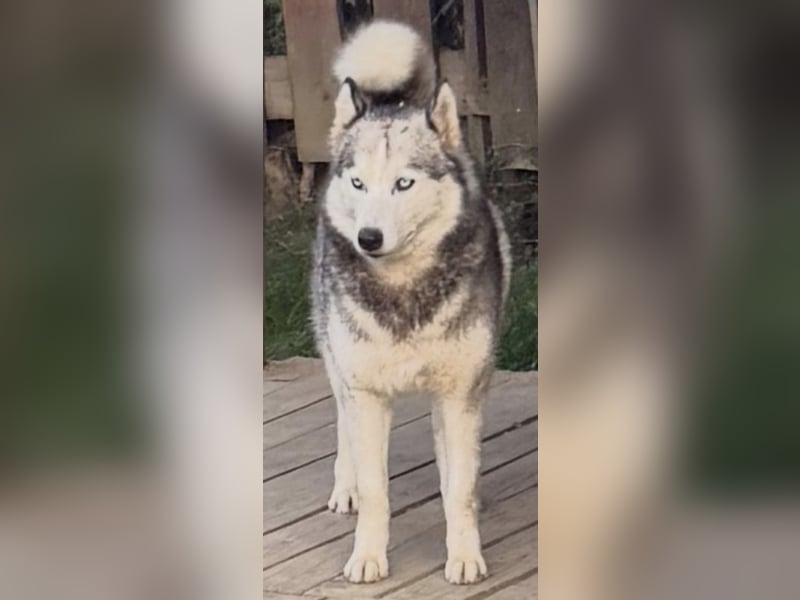 Drei liebevolle Huskydamen suchen ihr Für Immer Zuhause