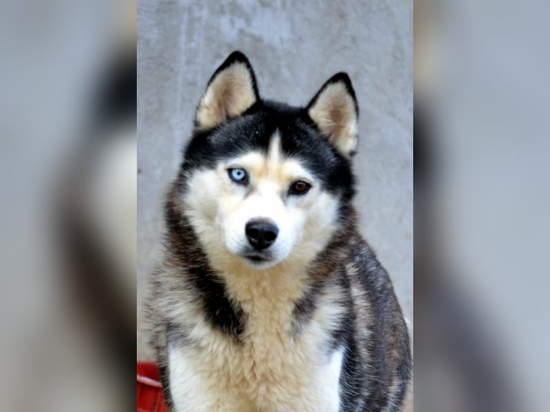 Siberian Husky Mädchen mit FCI-Ahnentafel zu verkaufen