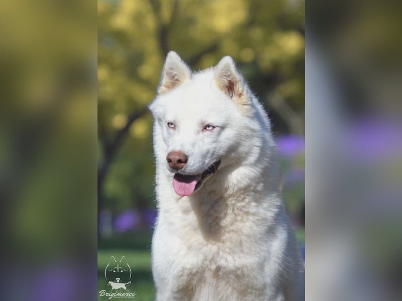 Siberian Husky Mädchen mit FCI-Ahnentafel zu verkaufen