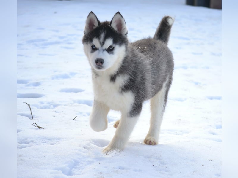 Siberian Husky Mädchen mit FCI-Ahnentafel zu verkaufen