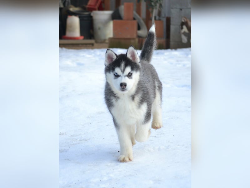 Siberian Husky Mädchen mit FCI-Ahnentafel zu verkaufen
