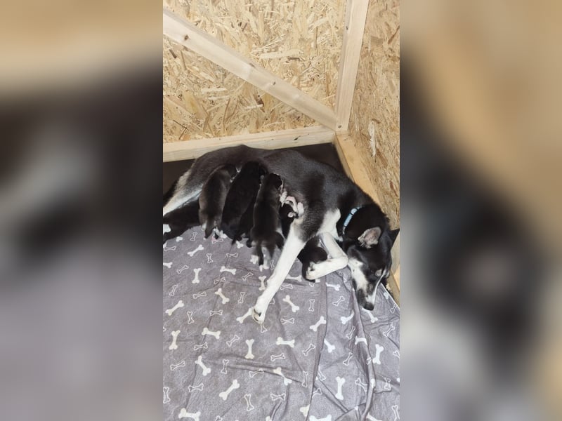 Reinrassige Husky Welpen zu verkaufen