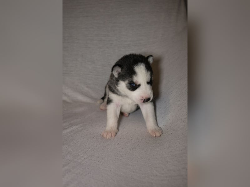 Reinrassige Husky Welpen zu verkaufen