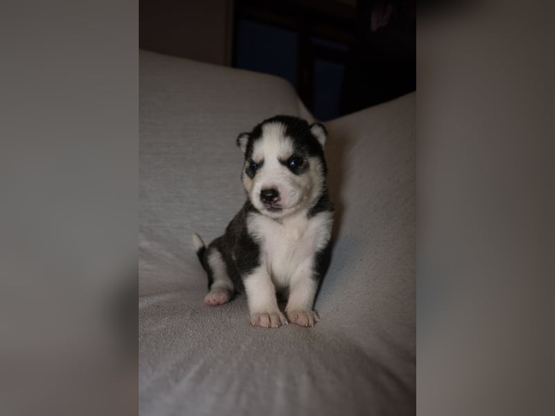 Reinrassige Husky Welpen zu verkaufen