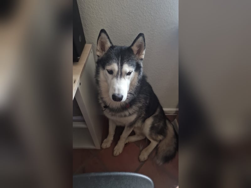 Reinrassige Husky Welpen zu verkaufen