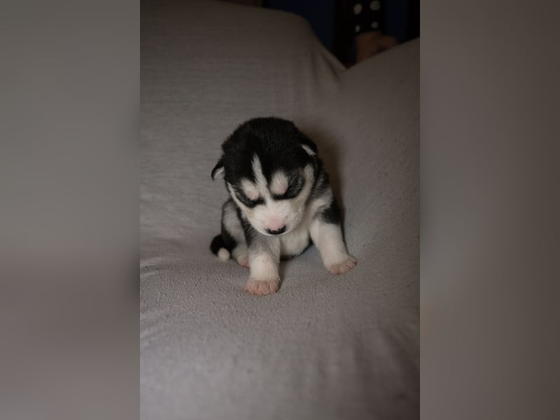 Reinrassige Husky Welpen zu verkaufen