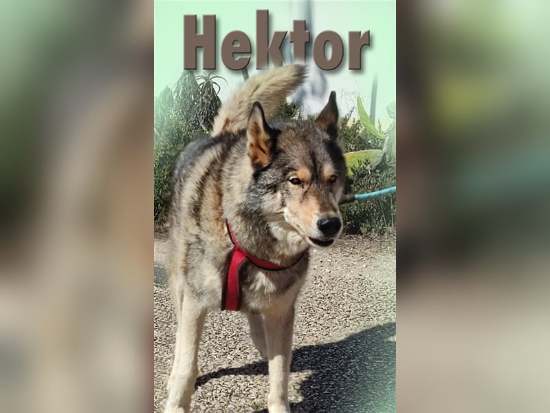 Hektor – ein agiler Senior