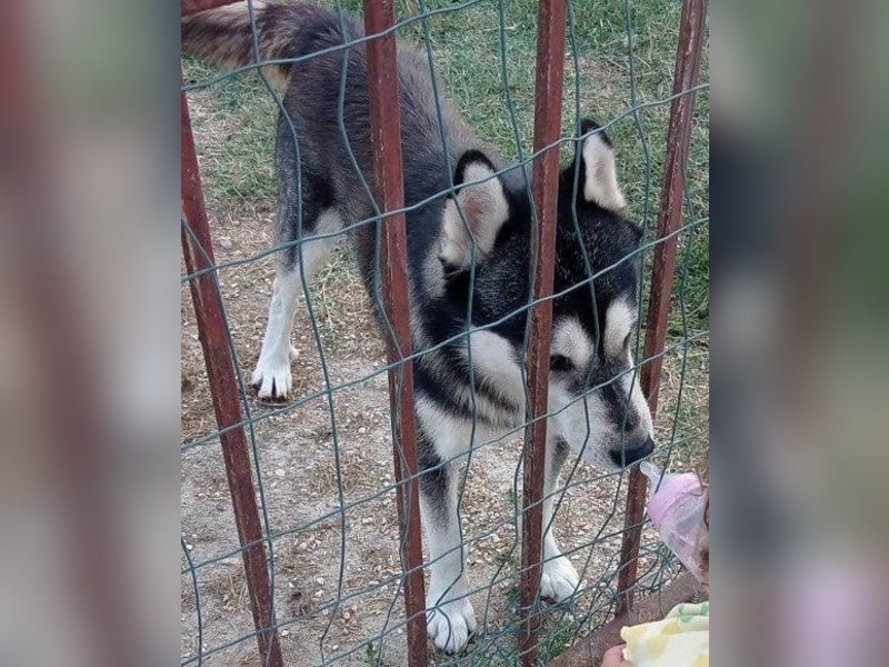 Husky ♥Tedy♥ aktiv und lebensfroh