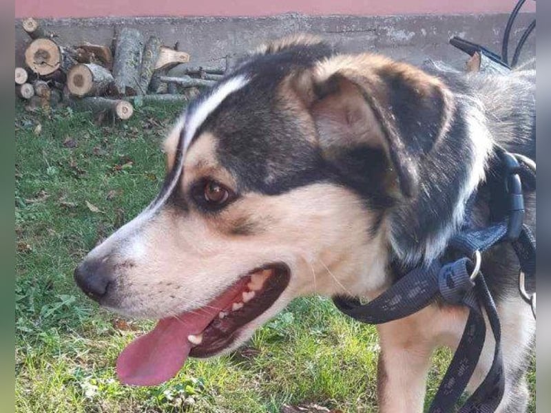 Husky-Mix-Rüde Barki: sozial,offen,treu