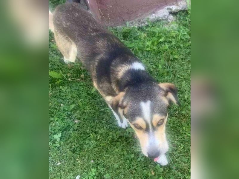 Husky-Mix-Rüde Barki: sozial,offen,treu