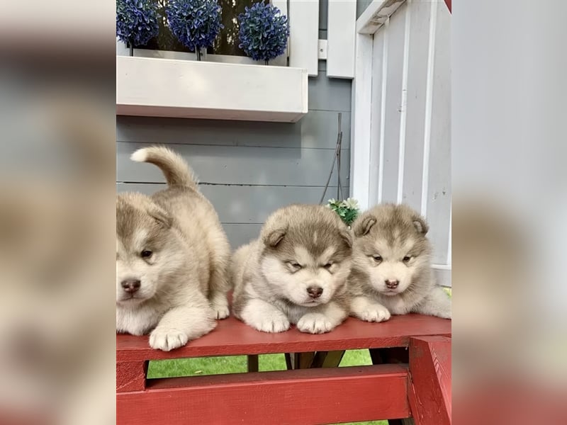 Husky Malamut Welpe Rüde