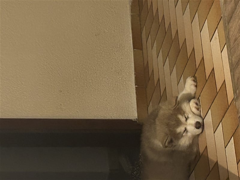 Husky Malamut Welpe Rüde