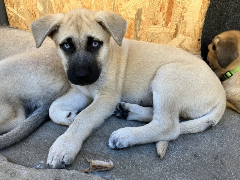 Akito - Husky-Ridgeback-Rüde - zur Vermittlung frei