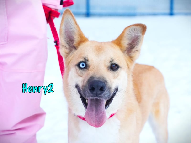 Henry2 06/2020 (RUS) - cleverer und verspielter vermutl. Husky-Mix sucht sportliche Menschen!