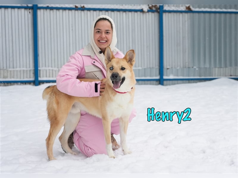 Henry2 06/2020 (RUS) - cleverer und verspielter vermutl. Husky-Mix sucht sportliche Menschen!