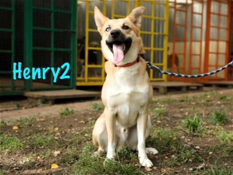 Henry2 06/2020 (RUS) - cleverer und verspielter vermutl. Husky-Mix sucht sportliche Menschen!