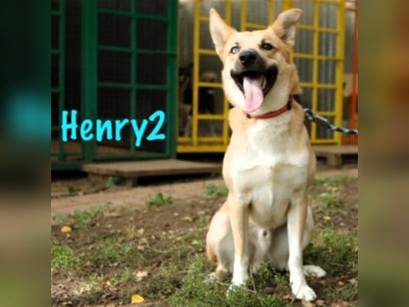 Henry2 06/2020 (RUS) - cleverer und verspielter vermutl. Husky-Mix sucht sportliche Menschen!