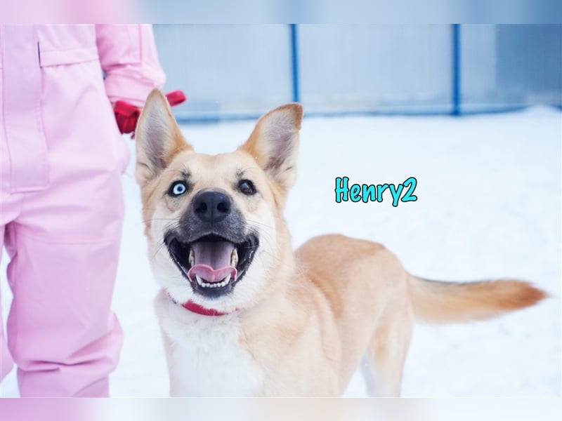 Henry2 06/2020 (RUS) - cleverer und verspielter vermutl. Husky-Mix sucht sportliche Menschen!