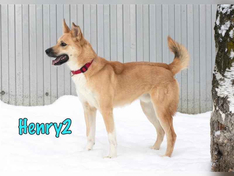 Henry2 06/2020 (RUS) - cleverer und verspielter vermutl. Husky-Mix sucht sportliche Menschen!