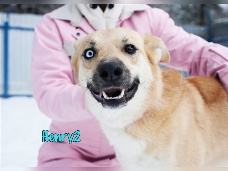 Henry2 06/2020 (RUS) - cleverer und verspielter vermutl. Husky-Mix sucht sportliche Menschen!