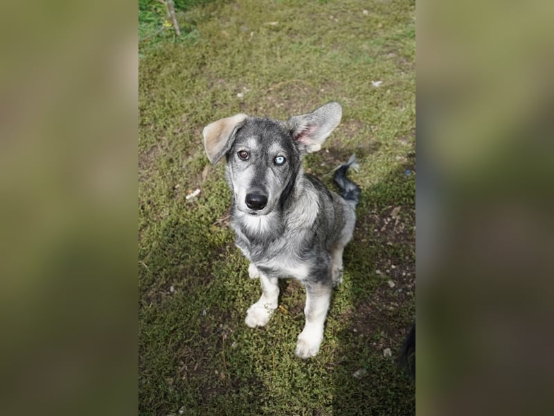 Bob, bildhübscher, verspielter Husky Mix Welpe