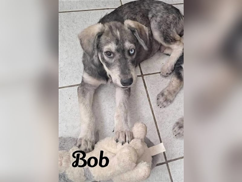 Bob, bildhübscher, verspielter Husky Mix Welpe