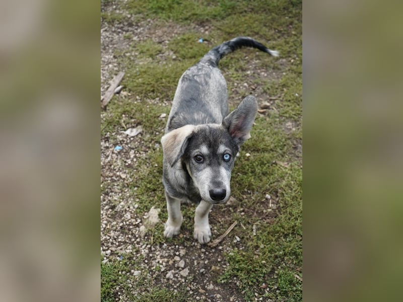 Bob, bildhübscher, verspielter Husky Mix Welpe