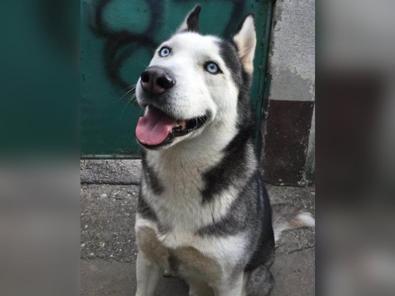 Husky ♥Max♥ sehr sozial,auch mit Kindern