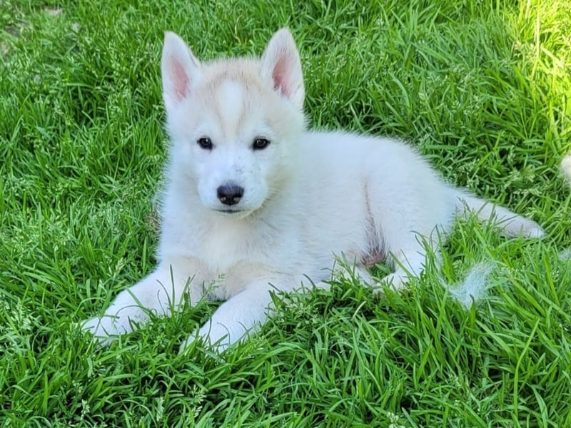 5 Husky Jungs suchen ein sportliches Zuhause