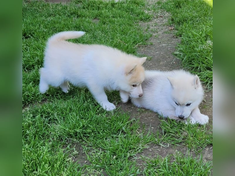 5 Husky Jungs suchen ein sportliches Zuhause