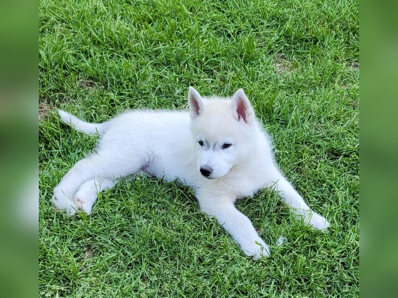 Nur noch 3 Husky Jungs suchen Ihr Zuhause