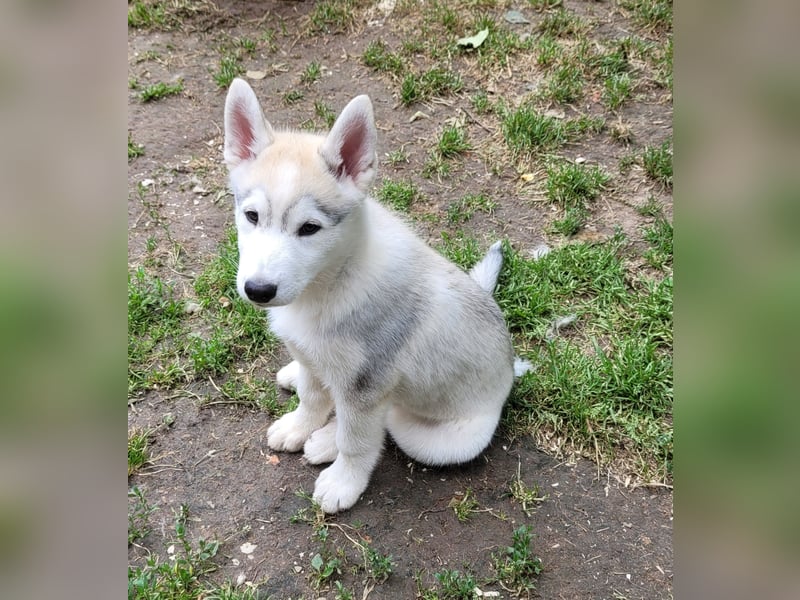 Nur noch 3 Husky Jungs suchen ein sportliches Zuhause