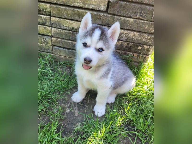 5 Husky Jungs suchen ein sportliches Zuhause