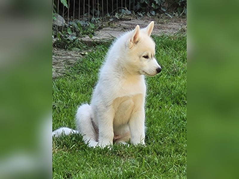 Nur noch 3 Husky Jungs suchen ein sportliches Zuhause