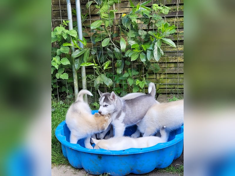 Nur noch 3 Husky Jungs suchen Ihr Zuhause