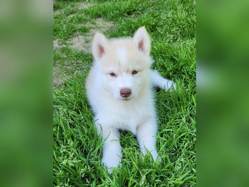 5 Husky Jungs suchen ein sportliches Zuhause