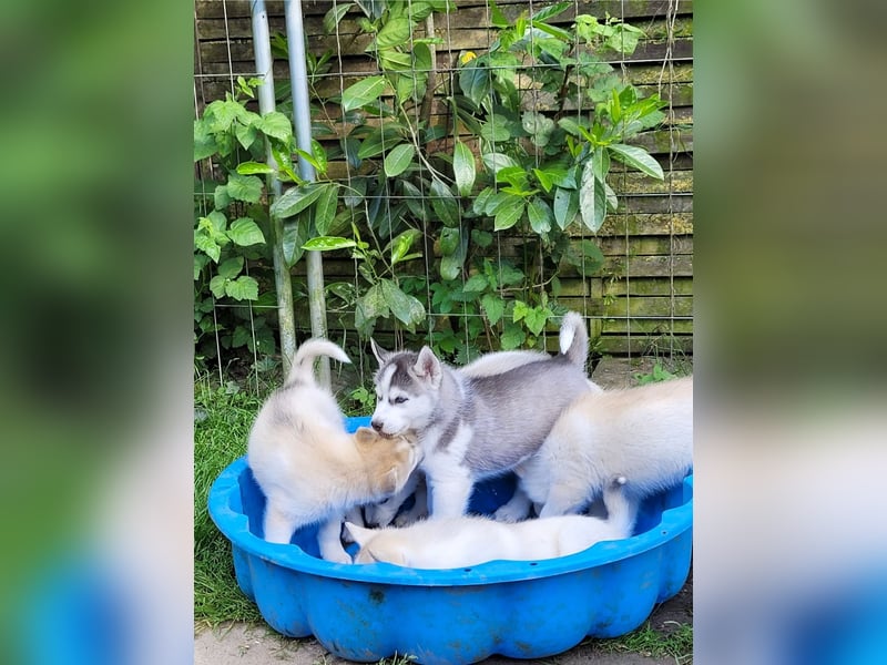 Nur noch 3 Husky Jungs suchen Ihr Zuhause