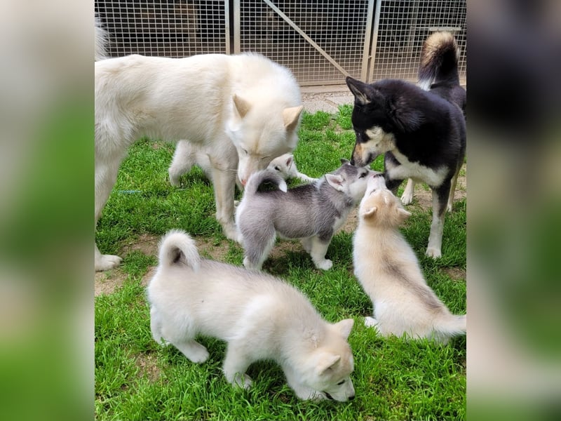 Nur noch 3 Husky Jungs suchen Ihr Zuhause