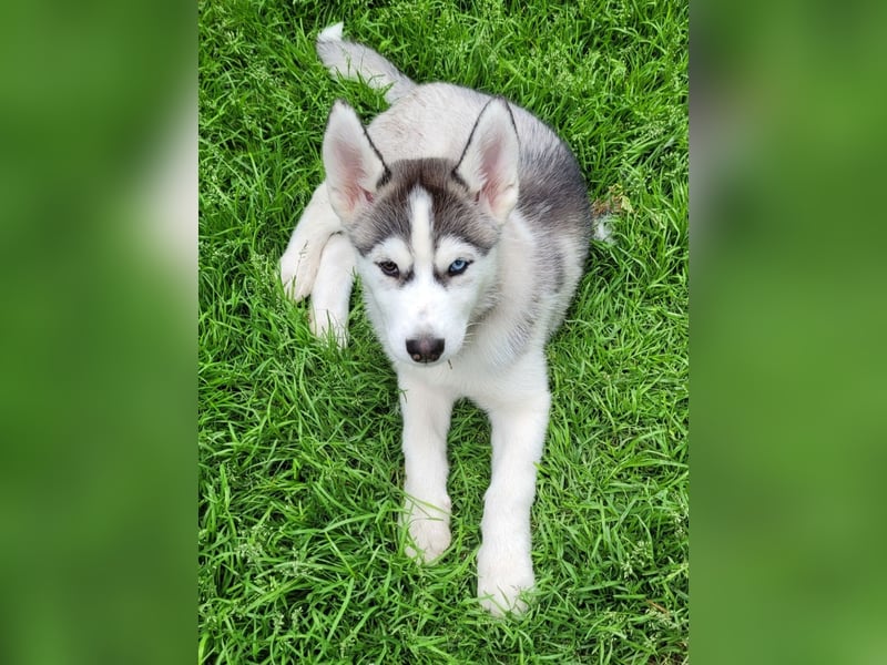 Nur noch 3 Husky Jungs suchen ein sportliches Zuhause