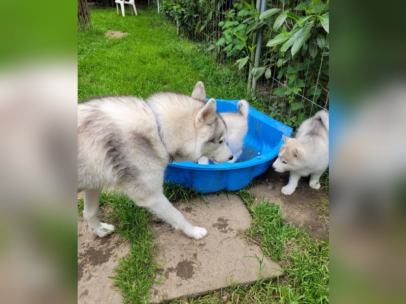 Nur noch 3 Husky Jungs suchen Ihr Zuhause