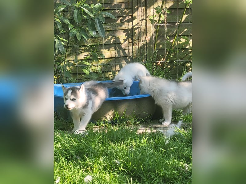 5 Husky Jungs suchen ein sportliches Zuhause