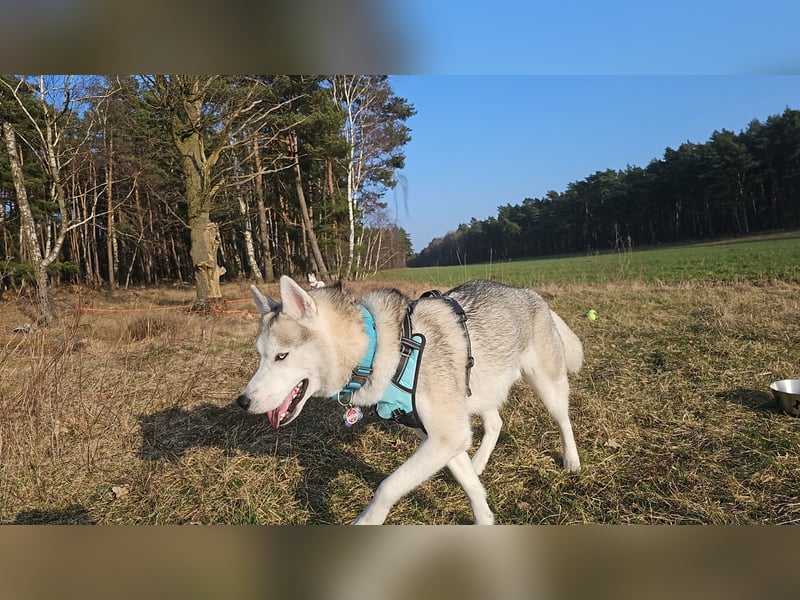Reinrassiger Siberian Husky Rüden