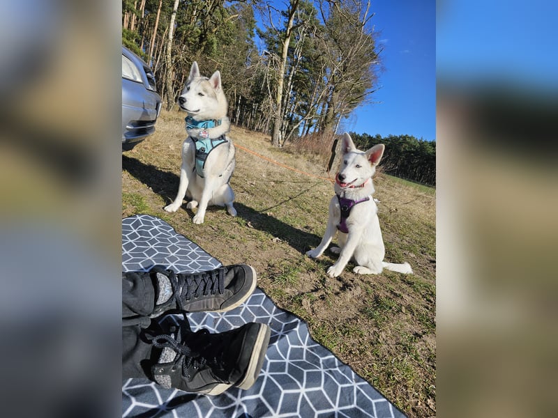 Reinrassiger Siberian Husky Rüden