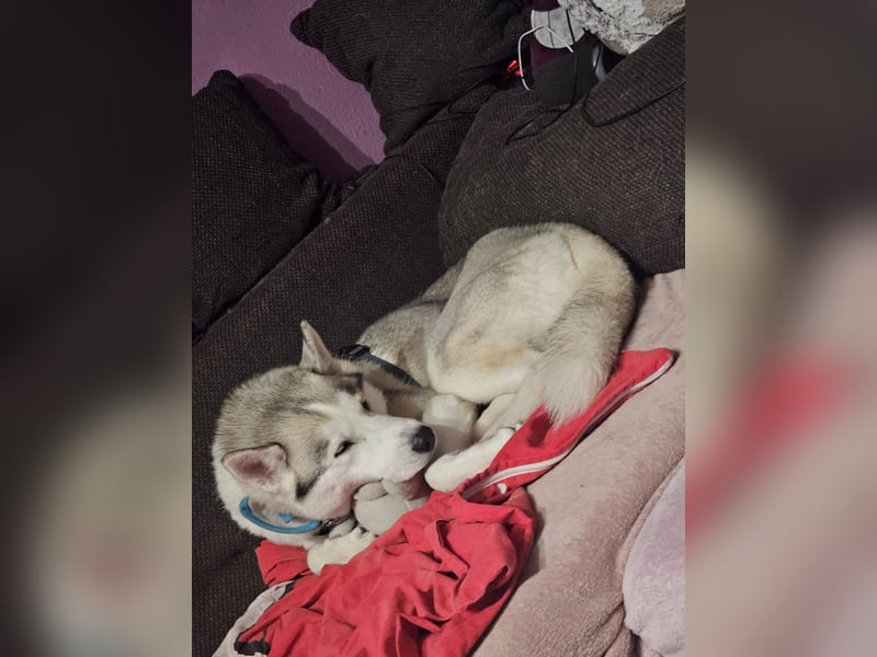 Reinrassiger Siberian Husky Rüden