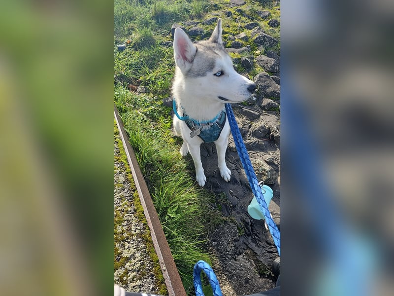 Reinrassiger Siberian Husky Rüden